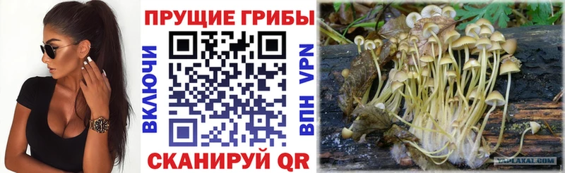 Псилоцибиновые грибы Cubensis  Бородино 